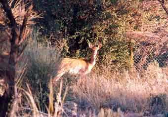 Iran Deer